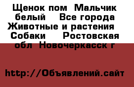 Щенок пом. Мальчик белый  - Все города Животные и растения » Собаки   . Ростовская обл.,Новочеркасск г.